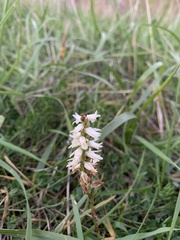 Spiranthes cernua