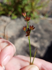 Juncus canadensis