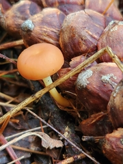 Strobilurus esculentus