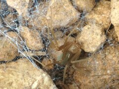 Loxosceles rufescens