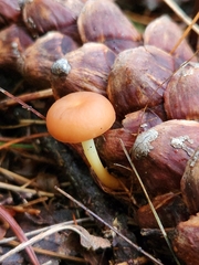 Strobilurus esculentus