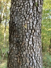 Diospyros virginiana