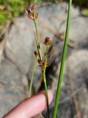 Juncus canadensis