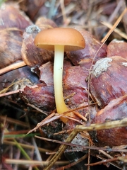 Strobilurus esculentus