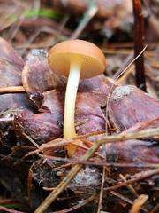 Strobilurus esculentus