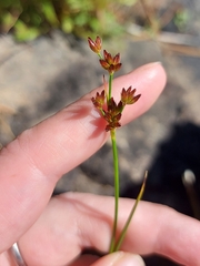 Juncus canadensis