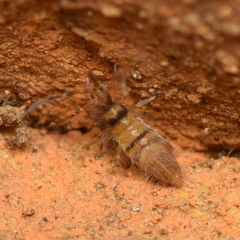 Entomobryinae
