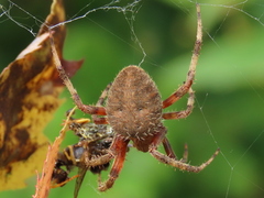 Neoscona crucifera