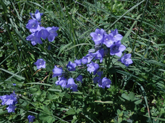 Campanula rhomboidalis