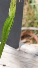 Pterostylis foliata