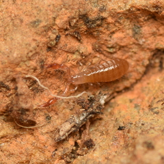 Chthoniidae