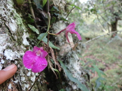 Comparettia falcata