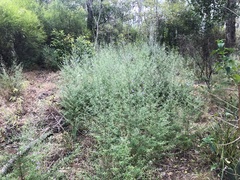 Westringia eremicola