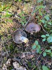 Gomphidius glutinosus