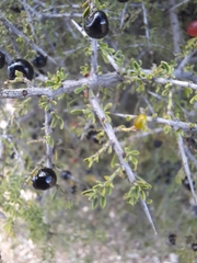 Condalia warnockii