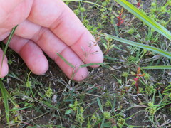 Eragrostis minor
