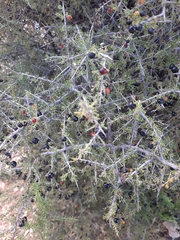 Condalia warnockii
