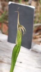 Pterostylis foliata