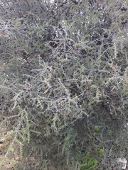 Condalia warnockii