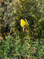 Oenothera elata hookeri