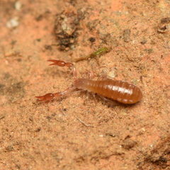 Chthoniidae