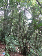 Phyllonoma laticuspis