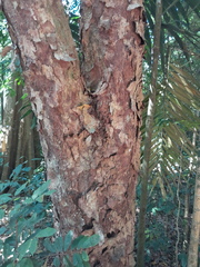 Ganophyllum falcatum