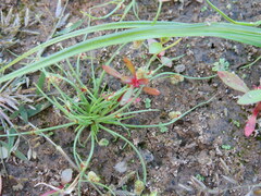 Cyperus subsquarrosus