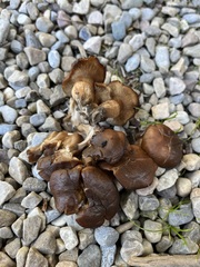 Lyophyllum