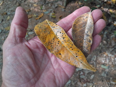 Ganophyllum falcatum