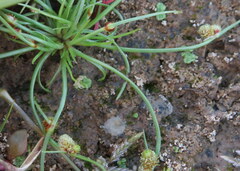 Cyperus subsquarrosus