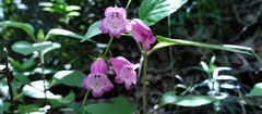Penstemon roseus