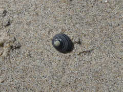 Austrocochlea constricta