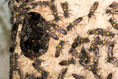 Polybia paulista