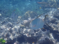 Trachinotus blochii