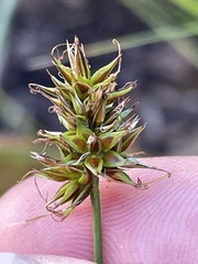 Carex hoodii