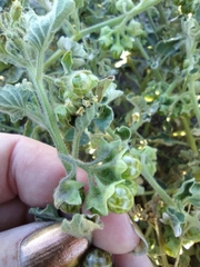 Solanum physalifolium