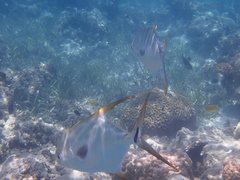 Trachinotus blochii