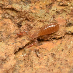 Chthoniidae
