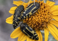 Acmaeodera