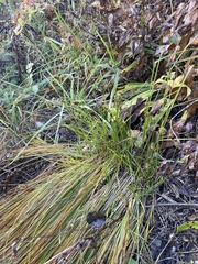 Carex hoodii