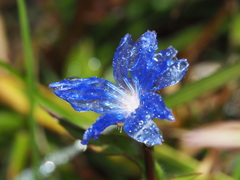 Cichorium intybus