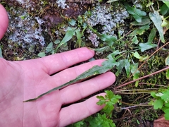Asplenium rhizophyllum