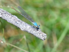 Argia moesta