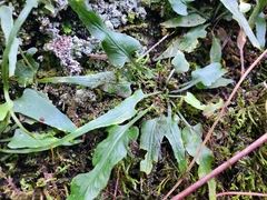 Asplenium rhizophyllum