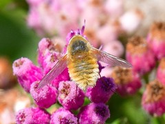 Bombyliini