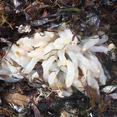 Sepioteuthis australis