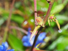Cichorium intybus