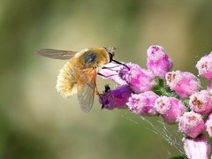 Bombyliini