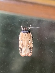 Agonopterix atrodorsella